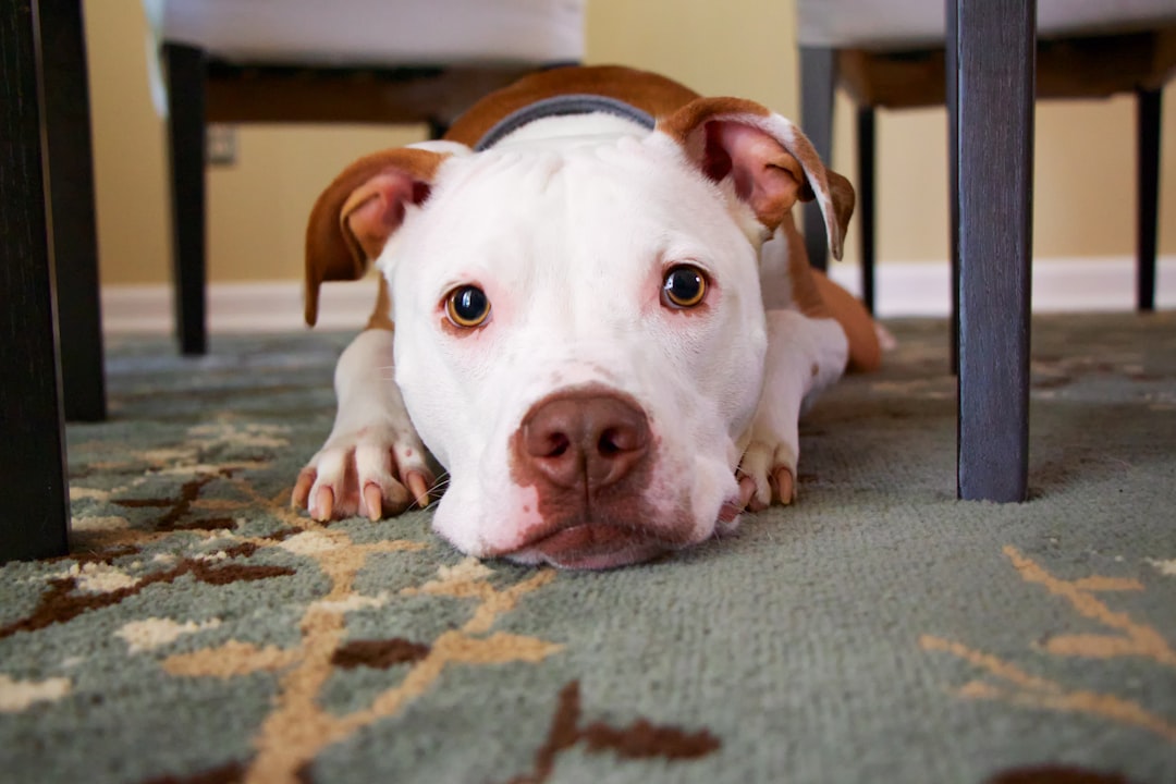Photo Carpet cleaner