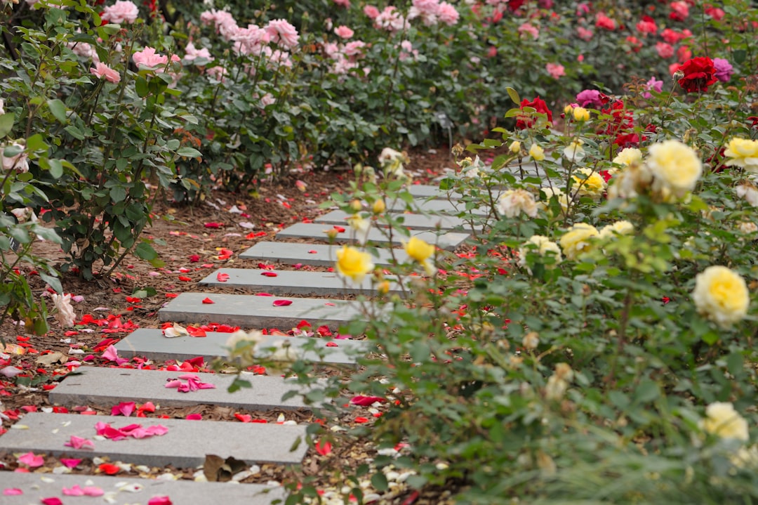 Photo Rose garden