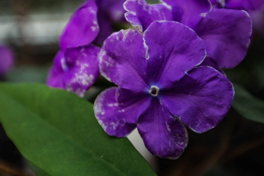 Photo Orchid care: watering