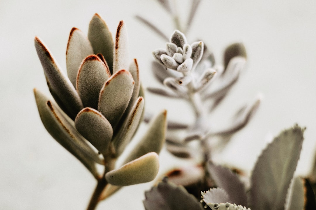 Photo Succulent garden