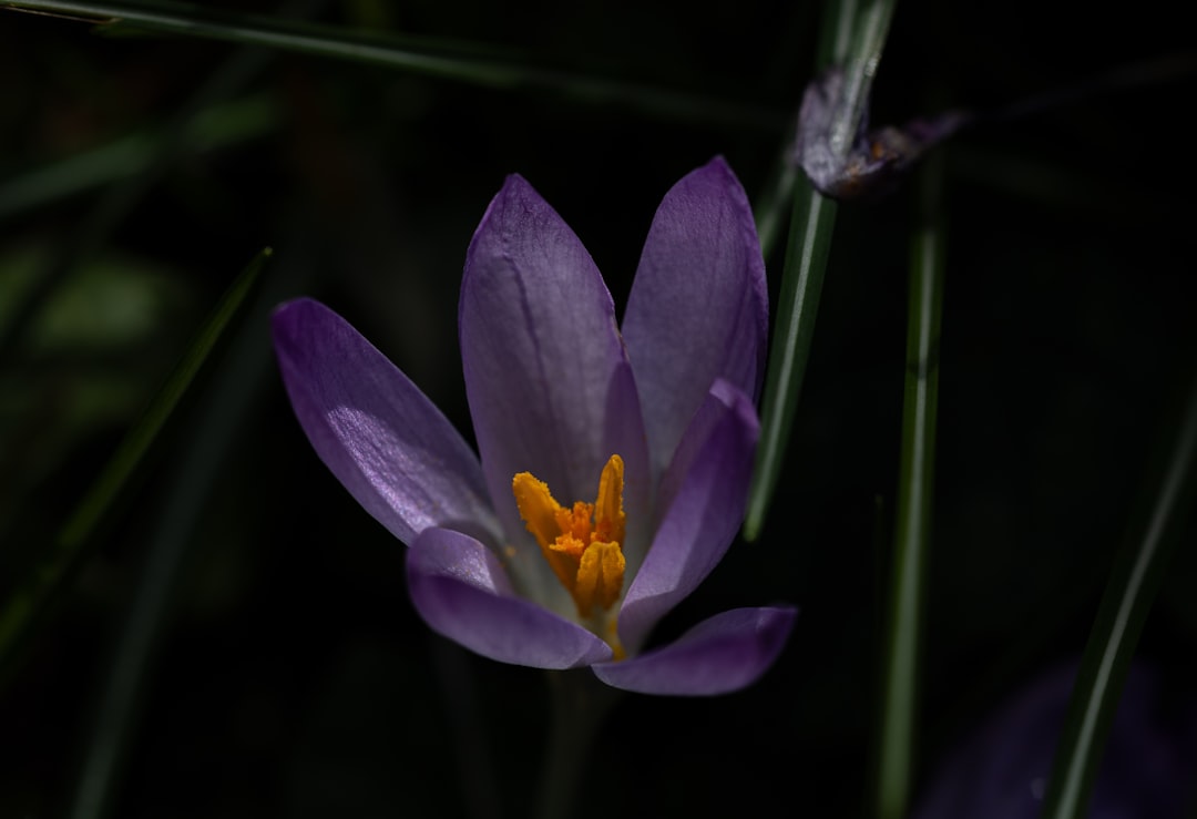Photo Perennial garden