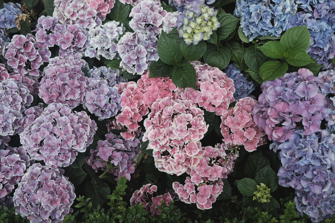 Photo Blooming garden