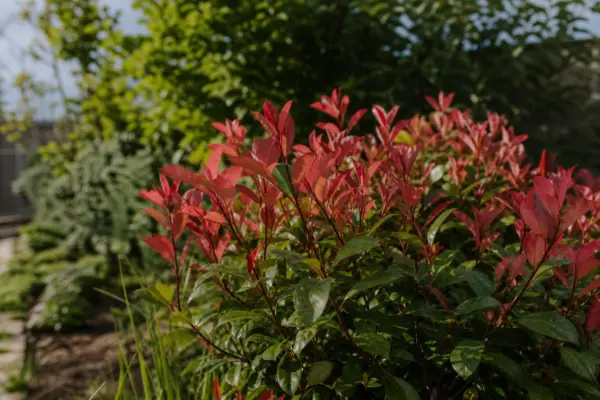 Photinia (Photinia fraseri) – sfaturi de plantare și îngrijire