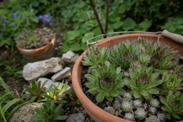 Urechelnița (Sempervivum tectorum) – plantare, udare și întreținere