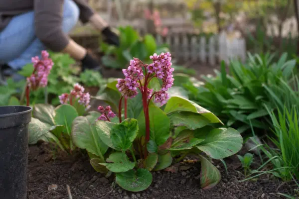 Bergenia cordifolia – ghid complet de cultivare și îngrijire