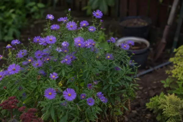 Steluța (Aster amellus) – plantare și îngrijire pas cu pas