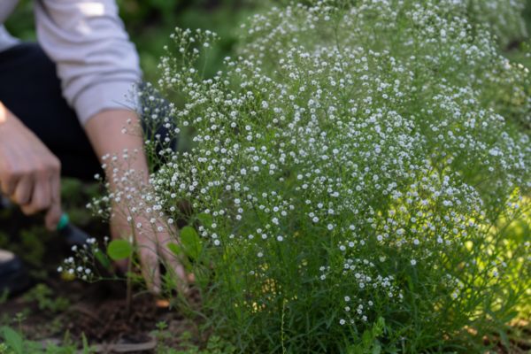 Floarea miresei (Gypsophila paniculata) – tot ce trebuie să știi despre plantare și îngrijire