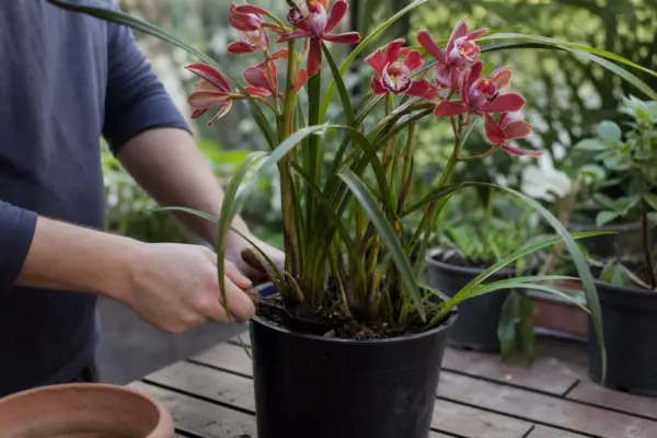 Orhideea Cymbidium (Cymbidium hybridum) – ghid complet de cultivare și îngrijire