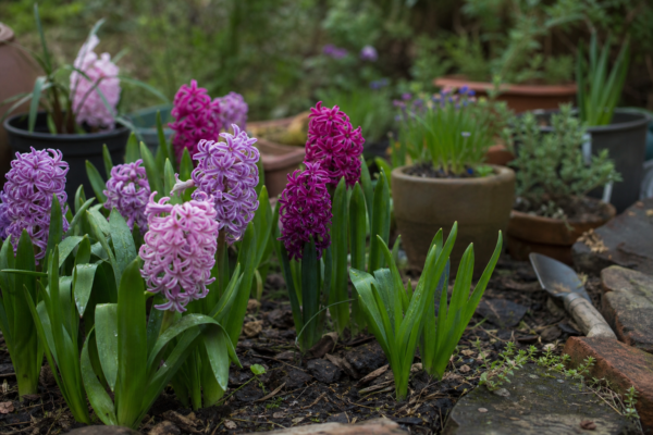 Zambilă (Hyacinthus orientalis) – sfaturi de plantare și îngrijire