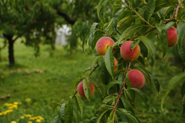 Piersic (Prunus persica) – condiții de creștere, plantare și îngrijire