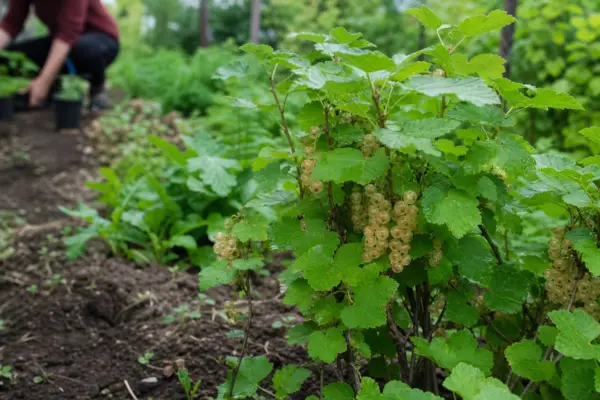 Coacăz alb (Ribes rubrum) – de la plantare la întreținerea de zi cu zi