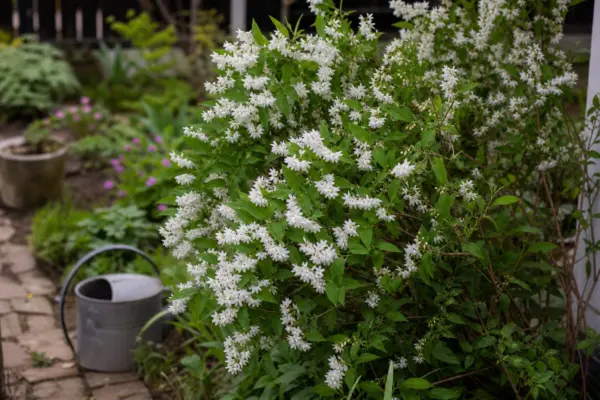 Deutzia gracilis – ghid complet de cultivare și îngrijire