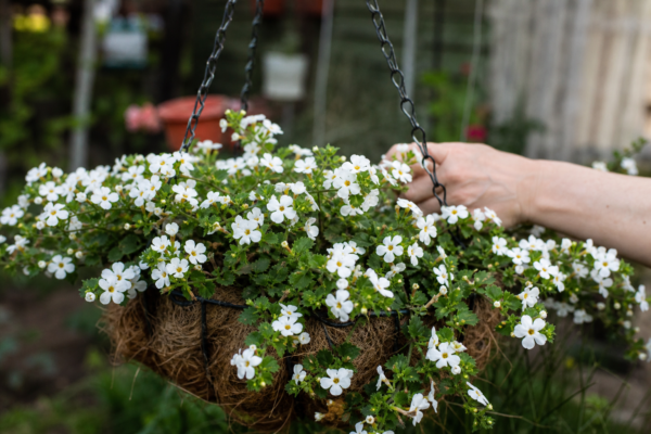 Bacopa (Sutera cordata) – ghid practic de plantare și îngrijire