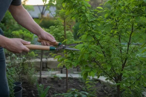 Carpen (Carpinus betulus) – plantare, îngrijire și greșeli de evitat