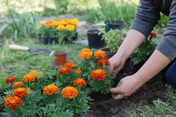 Crăițe (Tagetes) – de la plantare la întreținerea de zi cu zi