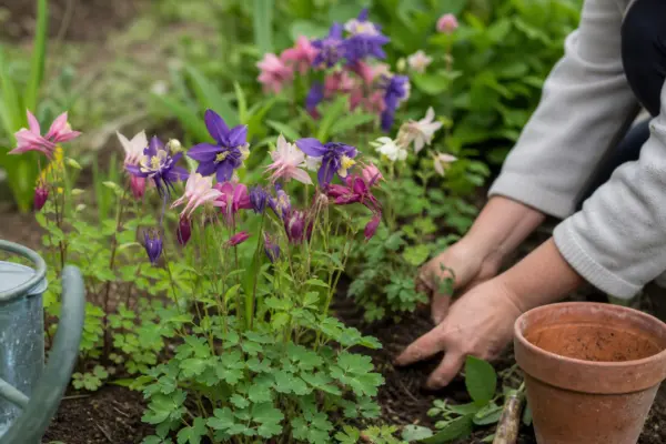 Căldărușa (Aquilegia vulgaris) – tot ce trebuie să știi despre plantare și îngrijire