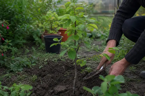 Gutui (Cydonia oblonga) – sfaturi de plantare și îngrijire