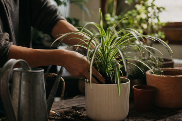 Panglicuța (Chlorophytum comosum) – plantare, îngrijire și greșeli de evitat