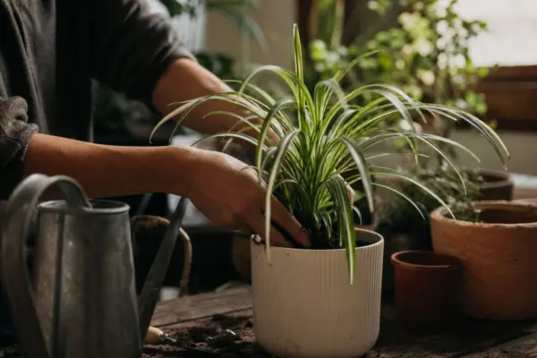 Panglicuța (Chlorophytum comosum) – plantare, îngrijire și greșeli de evitat