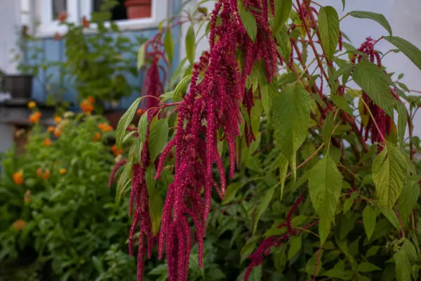 Moțul curcanului (Amaranthus caudatus) – de la plantare la întreținerea de zi cu zi