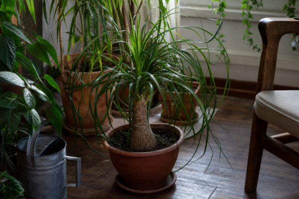 Piciorul elefantului (Beaucarnea recurvata) – de la plantare la întreținerea de zi cu zi