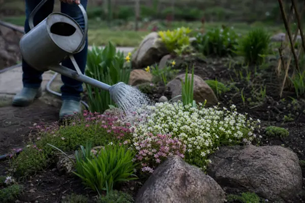 Saxifraga (Saxifraga arendsii) – plantare, udare și întreținere