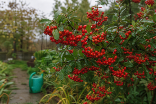 Pyracantha (Pyracantha coccinea) – plantare, udare și întreținere