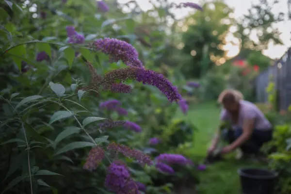 Liliac de vară (Buddleja davidii) – plantare și îngrijire pas cu pas
