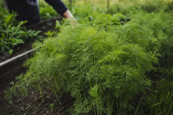 Mărar (Anethum graveolens) – sfaturi pentru plantare, creștere și întreținere