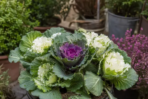 Varză ornamentală (Brassica oleracea) – condiții de creștere, plantare și îngrijire