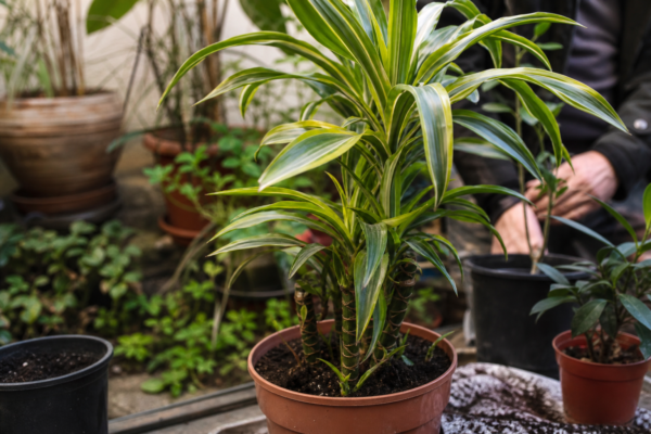 Trestia fericirii (Dracaena fragrans) – sfaturi pentru plantare, creștere și întreținere