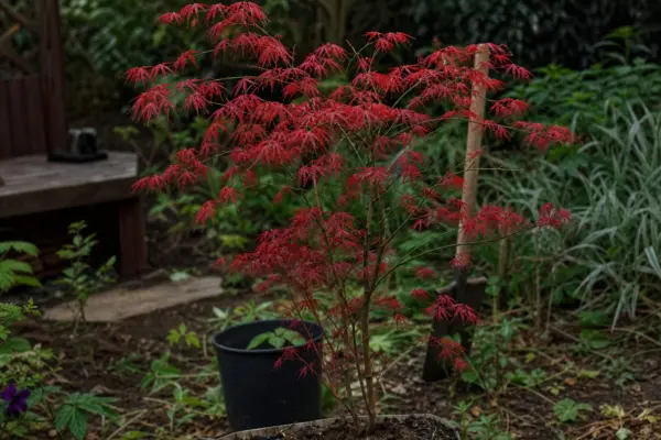 Arțar roșu (Acer rubrum) – condiții de creștere, plantare și îngrijire