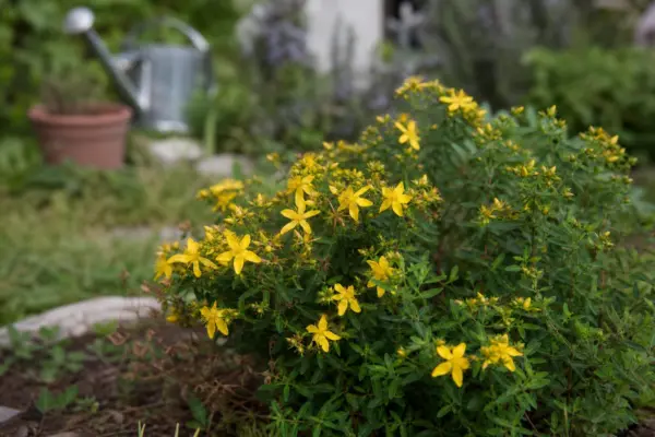 Sunătoare arbustivă (Hypericum calycinum) – plantare și îngrijire pas cu pas