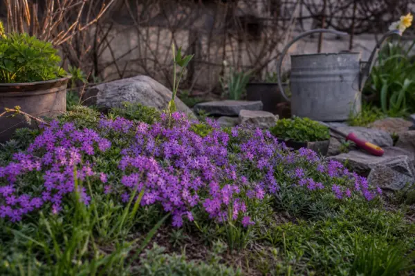 Flox târâtor (Phlox subulata) – tot ce trebuie să știi despre plantare și îngrijire