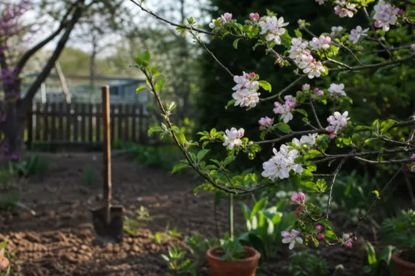 Măr decorativ (Malus floribunda) – ghid complet de cultivare și îngrijire