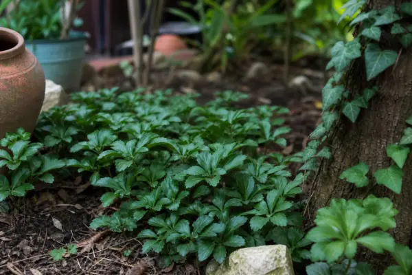 Pachysandra terminalis – sfaturi de plantare și îngrijire