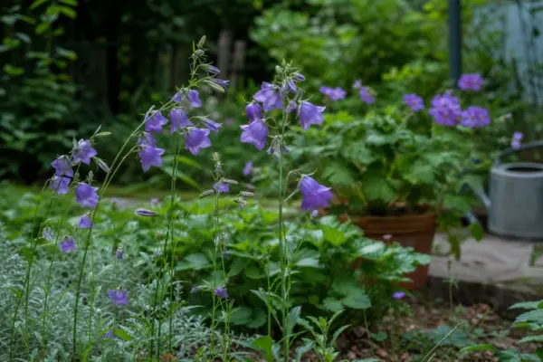Clopoțel (Campanula persicifolia) – ghid complet de cultivare și îngrijire