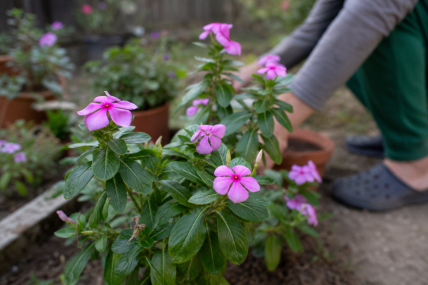 Vinca roz (Catharanthus roseus) – sfaturi de plantare și îngrijire