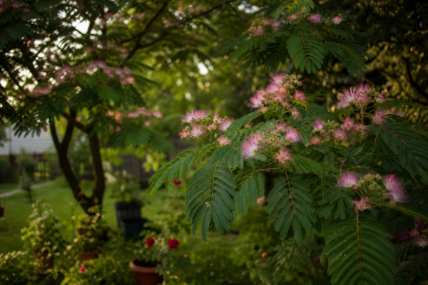 Arborele de mătase (Albizia julibrissin) – plantare, udare și întreținere