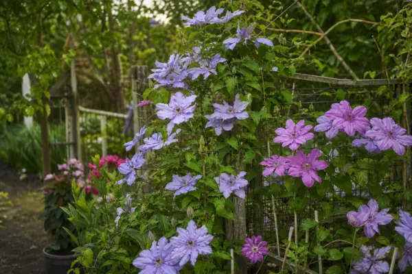 Clematis – condiții de creștere, plantare și îngrijire