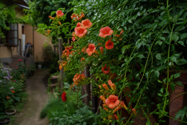 Trâmbița (Campsis radicans) – sfaturi de plantare și îngrijire