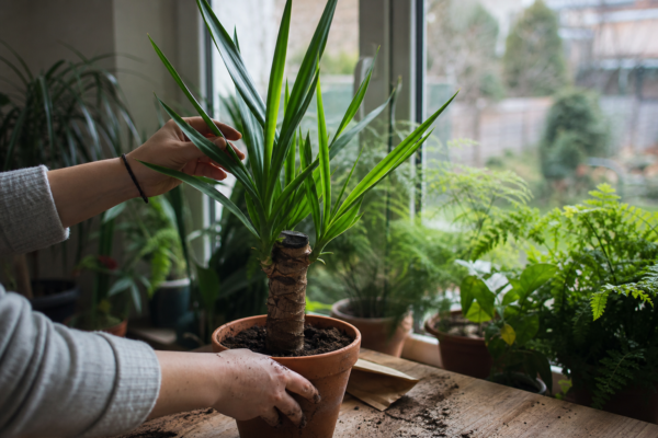 Yucca de apartament (Yucca elephantipes) – de la plantare la întreținerea de zi cu zi