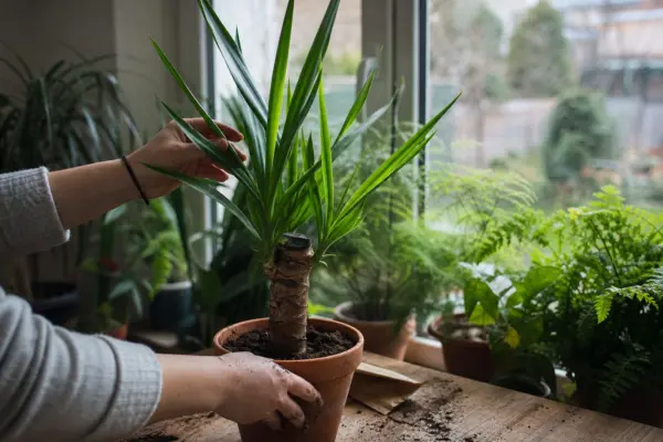 Yucca de apartament (Yucca elephantipes) – de la plantare la întreținerea de zi cu zi