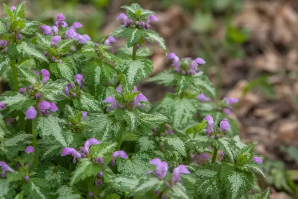 Lamium (Lamium maculatum): cum se plantează și se întreține