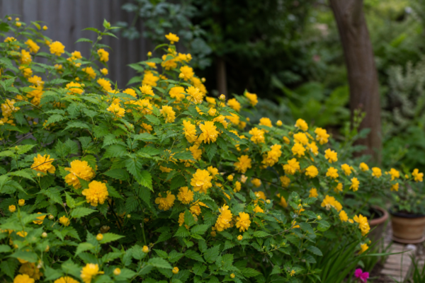 Kerria (Kerria japonica) – sfaturi pentru plantare, creștere și întreținere