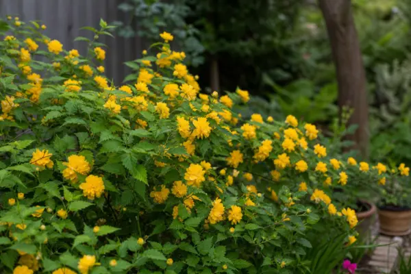 Kerria (Kerria japonica) – sfaturi pentru plantare, creștere și întreținere