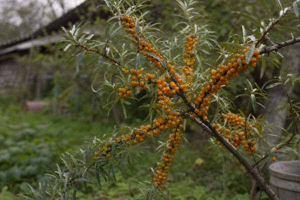 Cătină (Hippophae rhamnoides) – plantare, îngrijire și greșeli de evitat