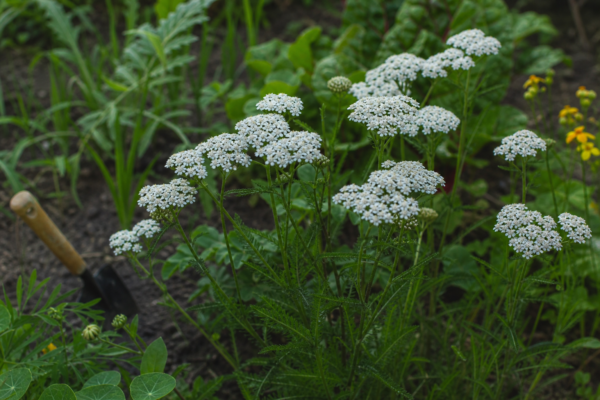 Coada șoricelului (Achillea millefolium): cum se plantează și cum se îngrijește corect