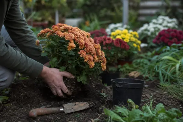 Crizantema – sfaturi de plantare și îngrijire