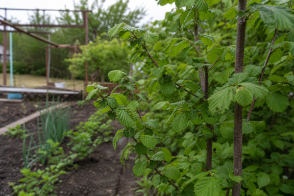 Alun (Corylus avellana) – ghid complet de cultivare și îngrijire